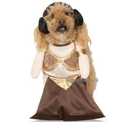 funny costume. Costume dogs funny