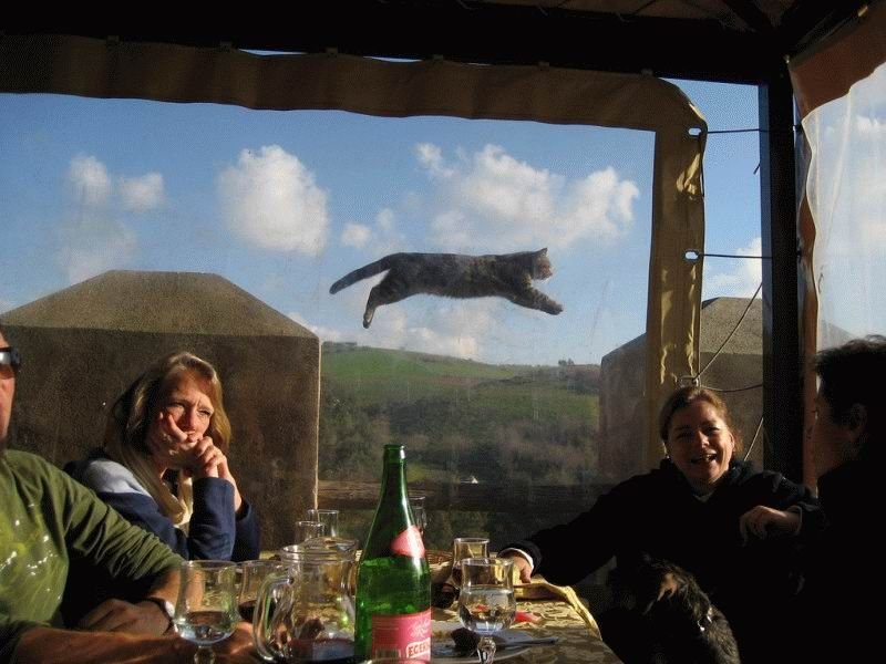 flying cat spectacle