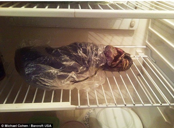 alien corpse in the fridge near food